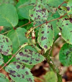 black spot disease