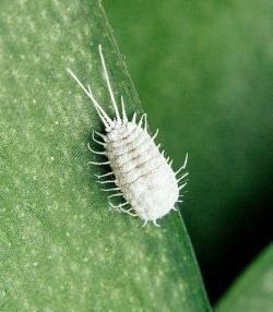 Mealybug control