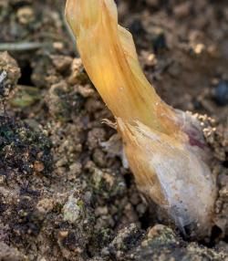 Onion white rot - treatment and control