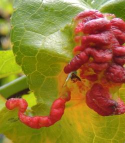 Peach leaf curl - treatment and control