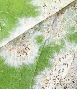 powdery mildew