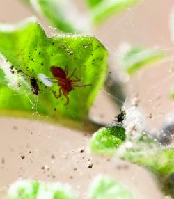 Red spider mite control