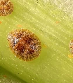 scale insects