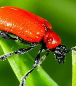 Scarlet lily beetle