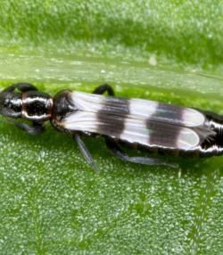 thrips