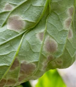 Tomato leaf mould - treatment and control