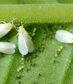 whitefly control