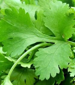 how to grow coriander