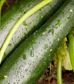 how to grow courgettes