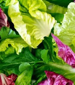 planter salade