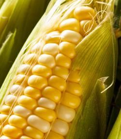 growing sweetcorn