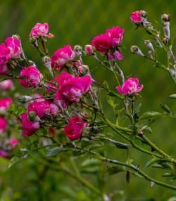 Blattadern sind hier leicht zu erkennen, sowie die deutlich hellere Farbe der Triebblätter – beide sind Anzeichen für einen Eisenmangel. 