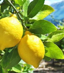 Des citrons mûrs sur des branches de citronniers poussant en pleine terre