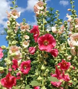 Des roses trémières en fleurs dans un jardin, de couleur rose, pêche et jaune pâle
