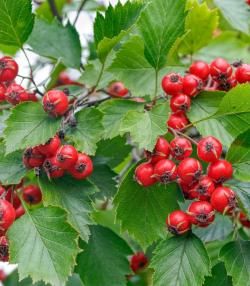 Des baies rouges et des feuilles d’Aubépine épineuse Cratægus oxyacantha