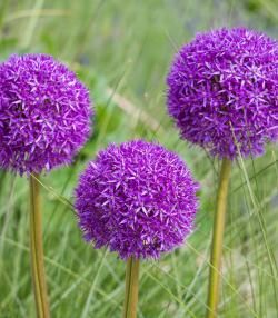 How to grow Allium