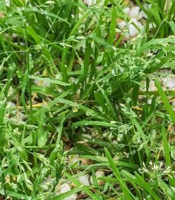 Annual Meadow Grass