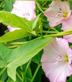 bindweed