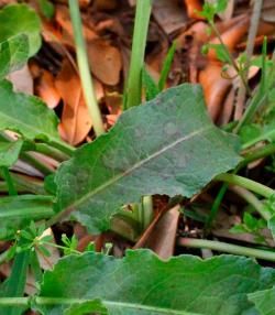 dock leaf