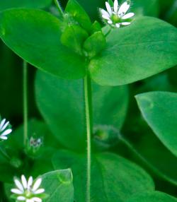 chickweed