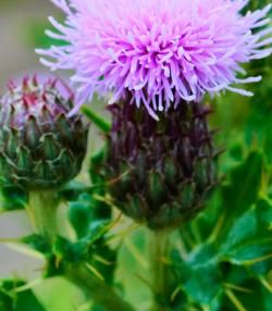 thistles