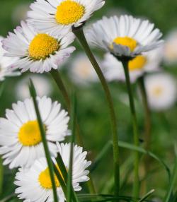 daisies