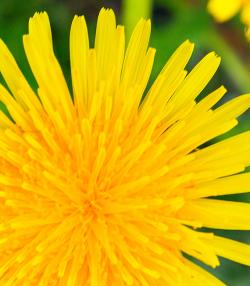 Dandelion control