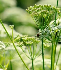 Ground elder