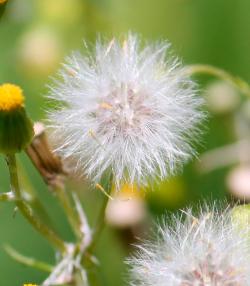 Groundsel