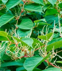 japanese knotweed