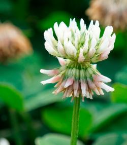 white clover