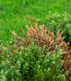 Boxwood Blight