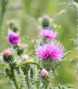 Distel bestrijden – Combattre chardon - I Love My Garden