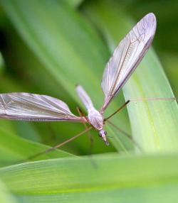 Crane flies