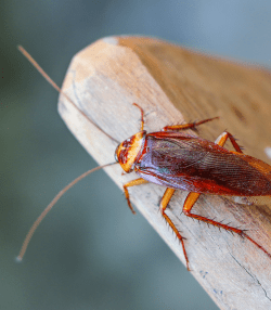 Jak pozbyć się karaluchów i prusaków? | Love The Garden