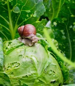 Schnecke auf Salat