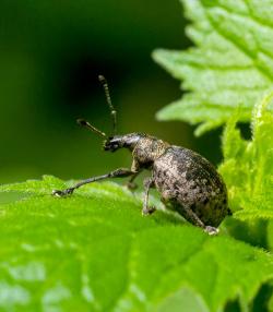 Vine weevil control