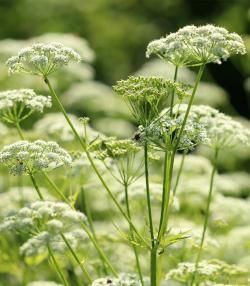 Reconnaître et lutter contre l’égopode | I Love My Garden 