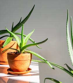 plantes d'aloe vera en pot dans un rayon de soleil