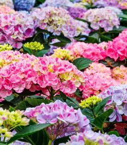 une collection d'hortensias aux couleurs vives