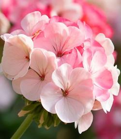 Geraniums