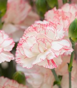 Carnations