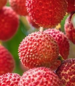 How to grow Lychee