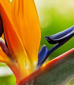 Birds of Paradise