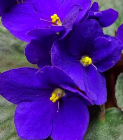 African Violet