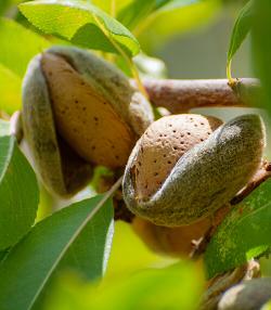 Growing almond