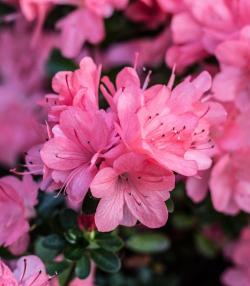 Azalea small