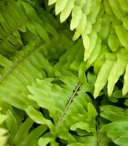 Boston Fern