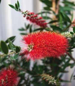 bottlebrush