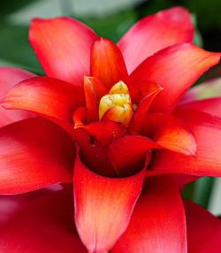 Bromeliad